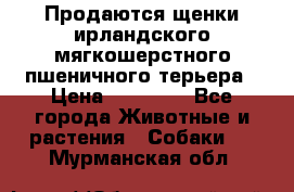 Продаются щенки ирландского мягкошерстного пшеничного терьера › Цена ­ 30 000 - Все города Животные и растения » Собаки   . Мурманская обл.